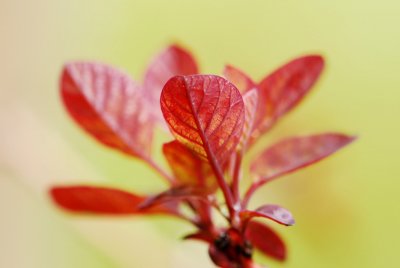 Cotinus coggygria 'Royalpurple' - ruj vlasatá - list detail